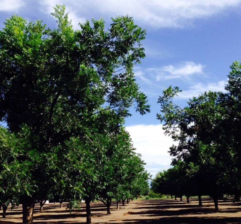 pecan tree in summer