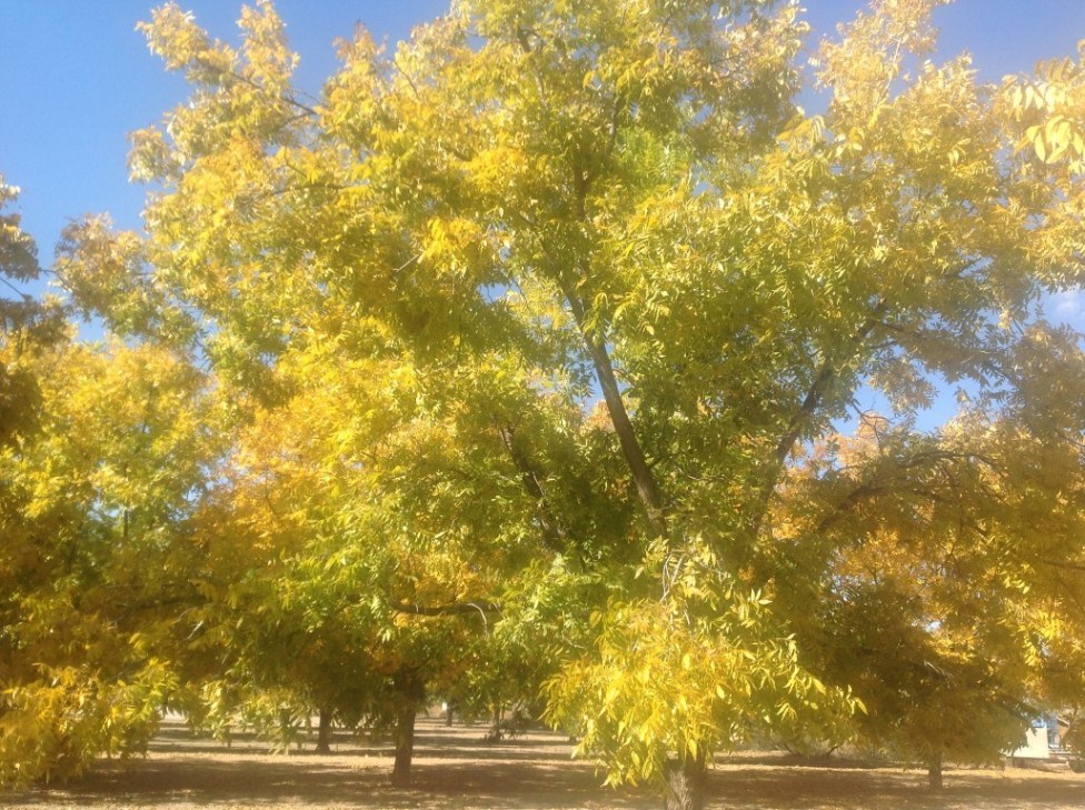 pecan tree in the fall